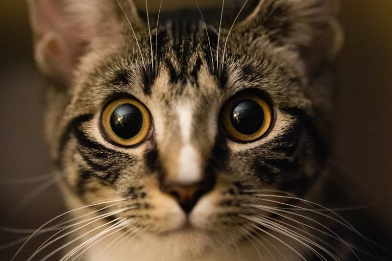 a close up of a cat looking at the camera